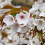 cherry blossoms