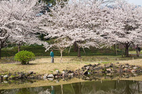 enjoying the cherry blossoms
