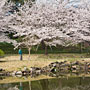 enjoying the cherry blossoms