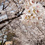 cherry blossoms