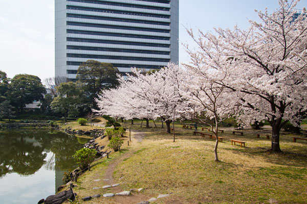 cherry blossoms
