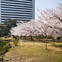 cherry blossoms