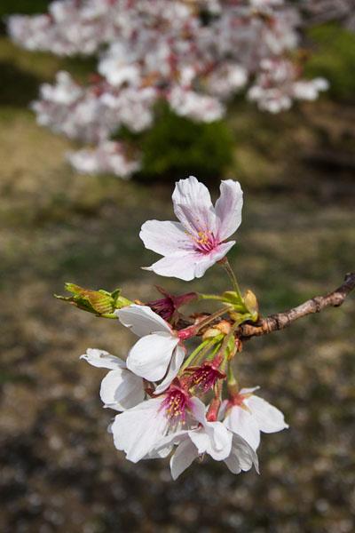 cherry blossoms