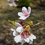 cherry blossoms