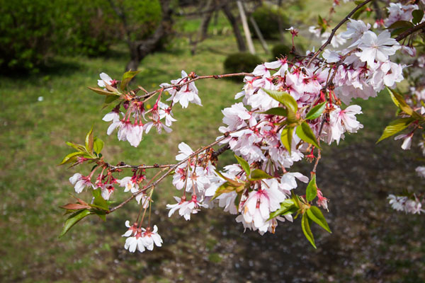 cherry blossoms