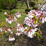 cherry blossoms