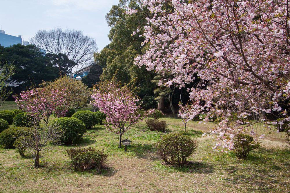 cherry blossoms