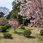 cherry blossoms