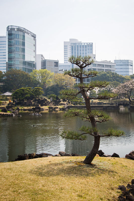 bent tree