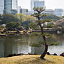 bent tree