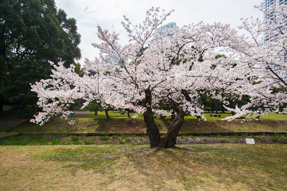 cherry blossoms