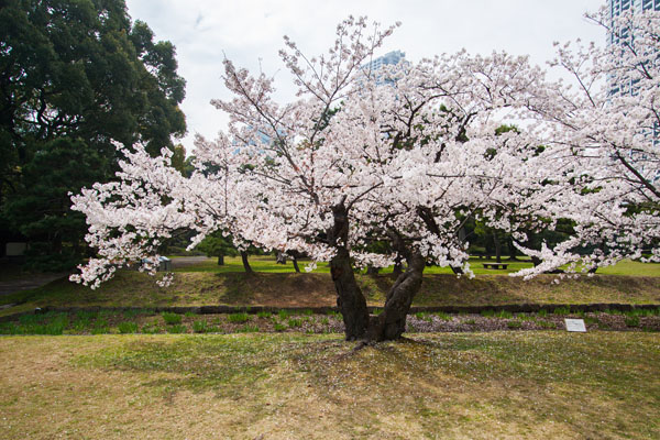 cherry blossoms