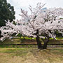 cherry blossoms