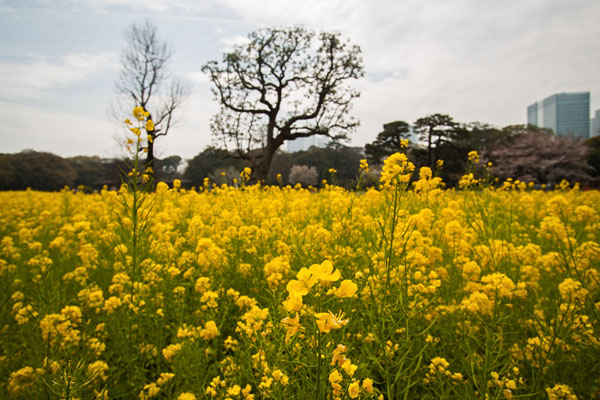 lots of yellow