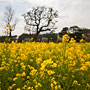 lots of yellow