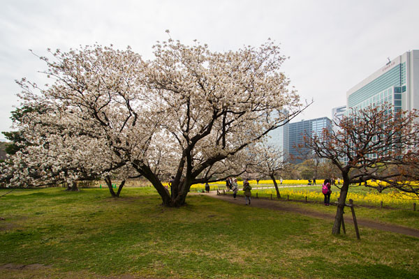 blossoms