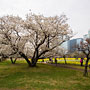 blossoms