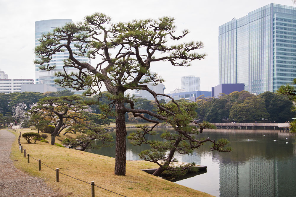 pine tree