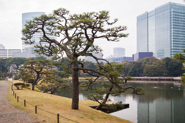 pine tree