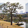 pine tree
