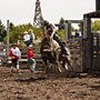 bull riding action at the rodeo