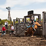 bull riding action at the rodeo