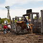 bull riding action at the rodeo