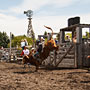 bull riding action at the rodeo