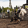 bull riding action at the rodeo