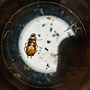 Read <a href="http://martybugs.net/blog/blog.cgi/gear/lenses/dead-cockroach-inside-lens.html">my blog post</a>