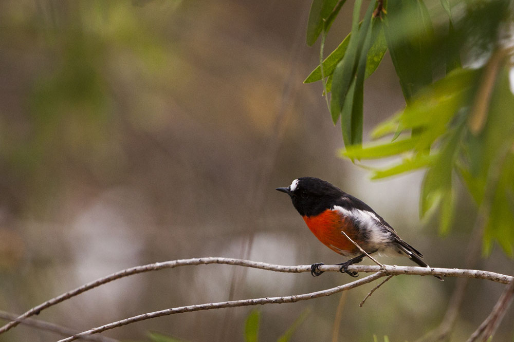 male Scarlet Robin