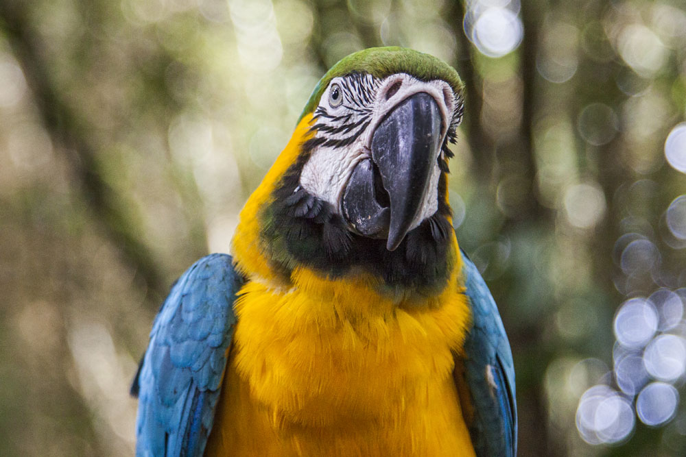 Blue and Yellow Macaw