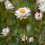everlasting flowers