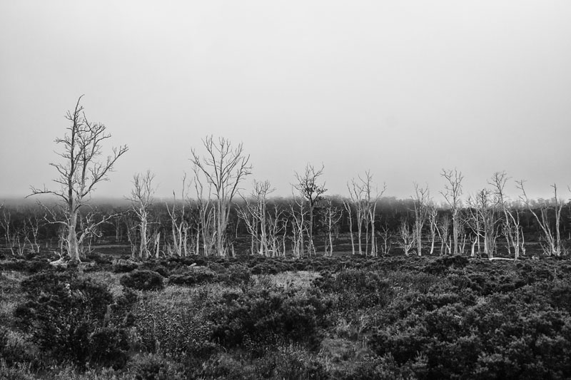 dead tree landscape