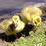 goslings