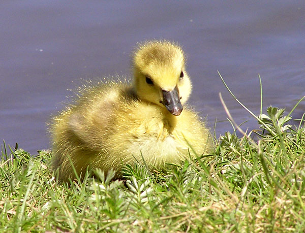 goslings