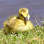 goslings