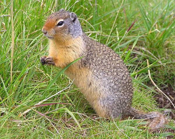 Gopher