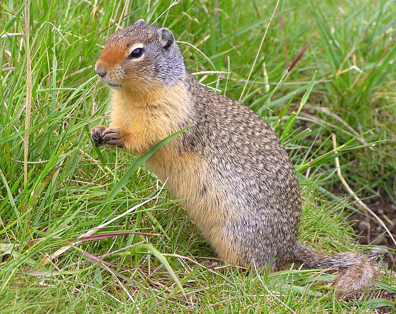 Gopher