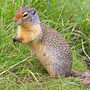Gopher