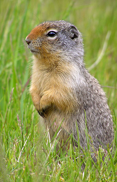 Watchful gopher