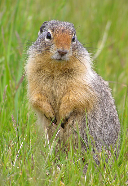 Wary gopher