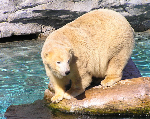 polar bear