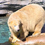 polar bear