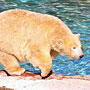 polar bear