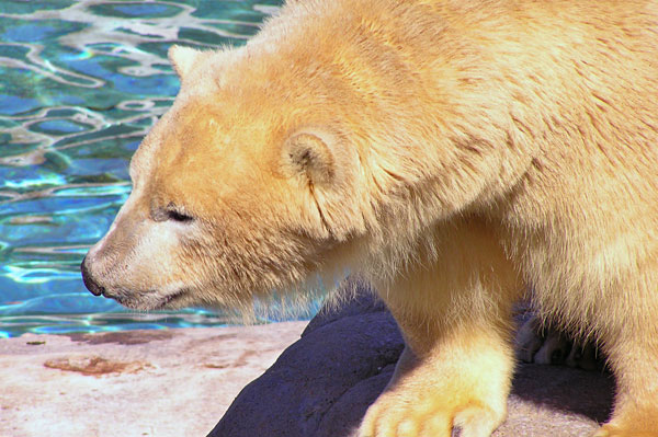 polar bear