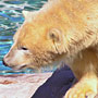 polar bear