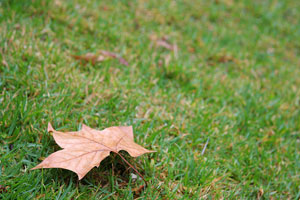 lonely autumn leaf